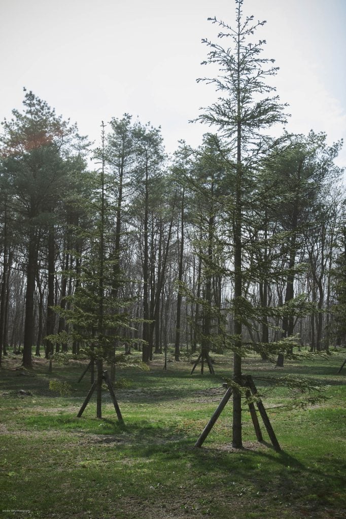 Young pine trees supported by wooden stakes stand in a grassy clearing, with taller, leafless trees in the background under a bright, slightly hazy sky.