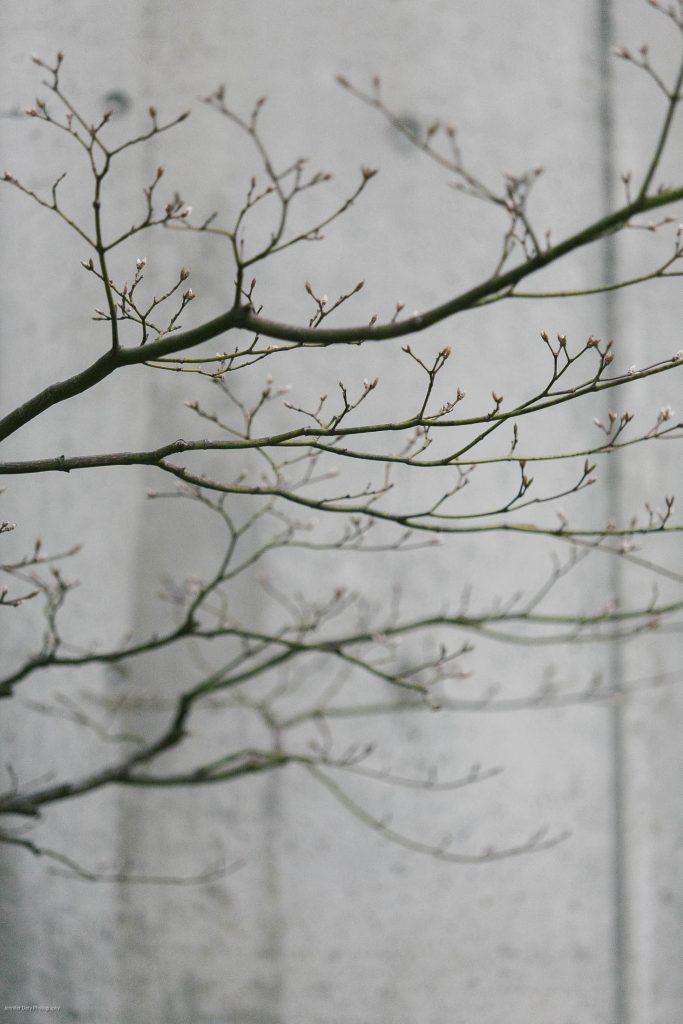 Thin bare branches with small buds extend across the image in front of a plain, light gray concrete wall, creating a minimal and serene composition.