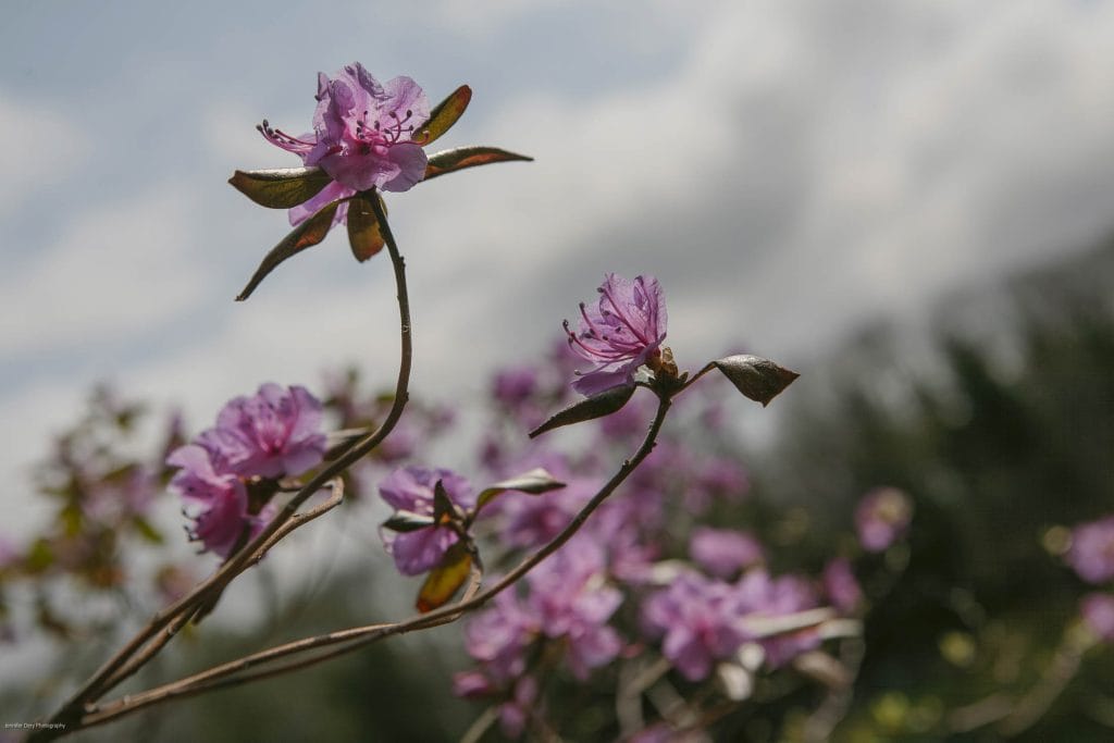Close-up of pink azalea flowers on thin branches against a blurred background of greenery and cloudy sky. The image highlights the delicate petals and natural outdoor setting.
