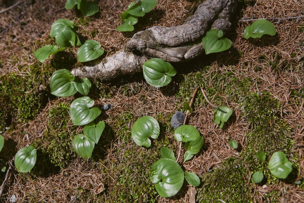 Small, shiny green leaves grow among moss and pine needles on a forest floor, near a twisted, textured tree root.