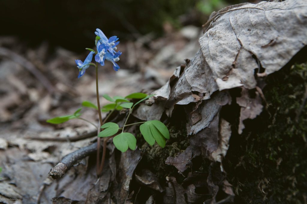 A small blue wildflower with green leaves grows beside a pile of dry, brown, fallen leaves on the forest floor.