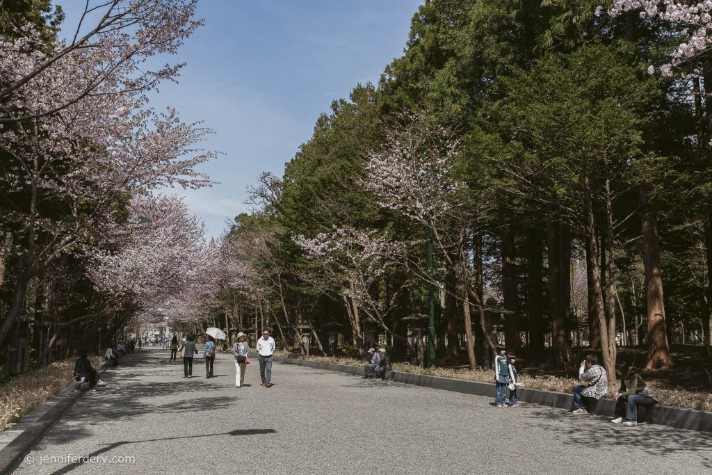 People walk and sit along a wide path lined with blossoming cherry trees and tall evergreens on a sunny day. Some people are enjoying the view, while others are relaxing on benches.