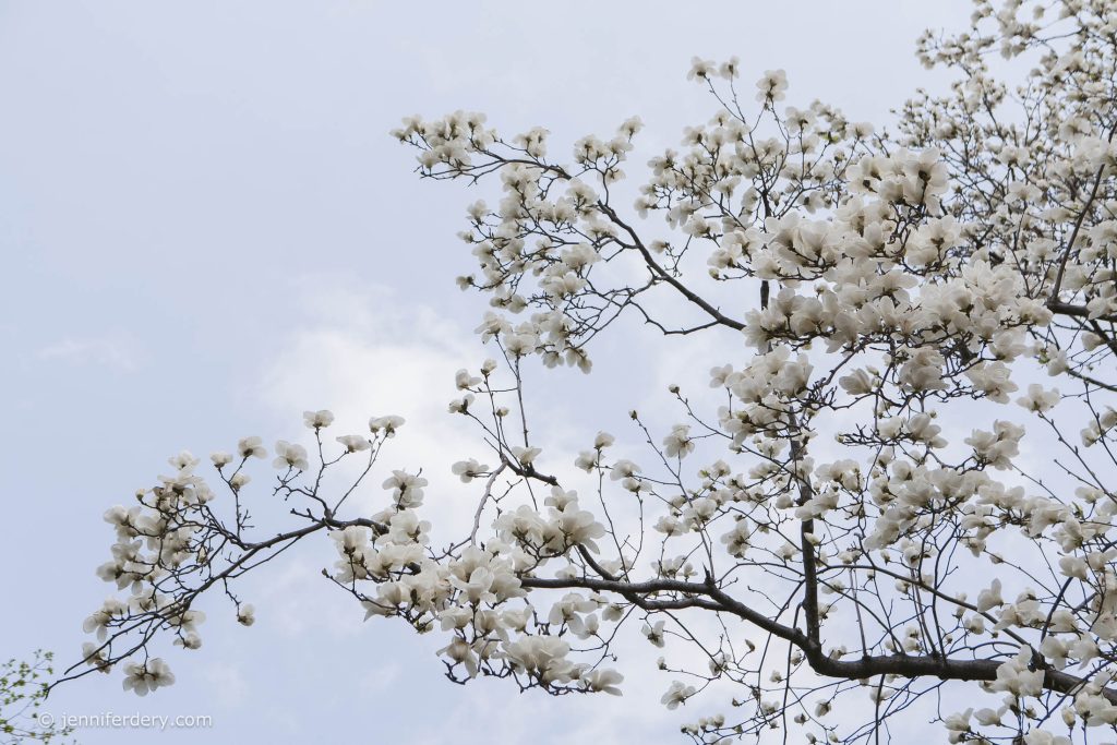 A tree branch covered in white blossoms extends against a pale blue sky with scattered clouds. The flowers are abundant and delicate, creating a soft, airy scene.