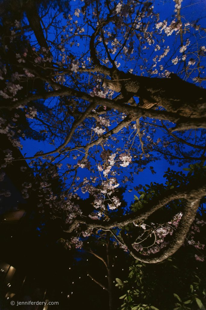Branches of a blossoming tree with pink flowers are illuminated against a deep blue evening sky. The tree's twisting limbs create a dramatic silhouette, and faint lights and foliage are visible in the background.