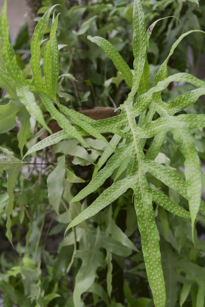 Long, narrow green leaves with numerous small white spots grow on a tropical plant. Other green foliage is visible in the blurred background.