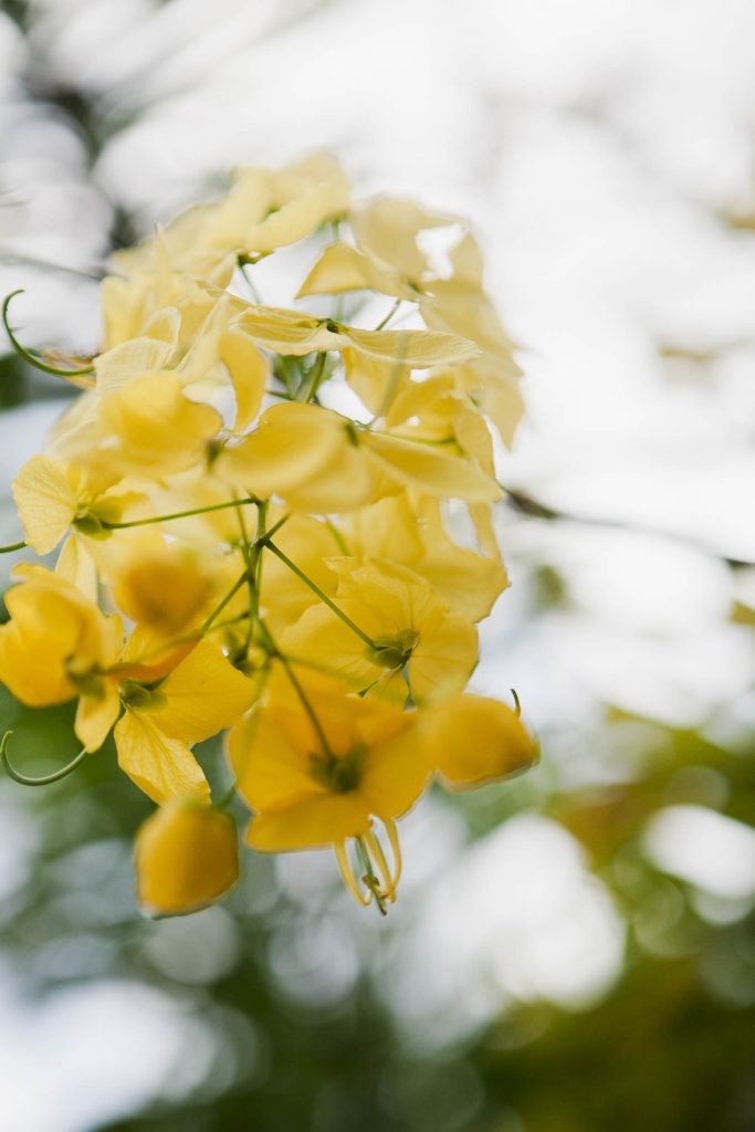 Close-up of bright yellow flowers with delicate petals and green stems, set against a soft, blurred background of greenery and sky.