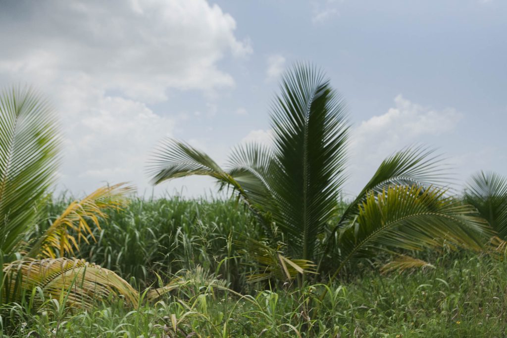 Green palm trees and tall grass sway under a partly cloudy sky, with dense vegetation stretching into the distance. The scene suggests a tropical or subtropical rural landscape.