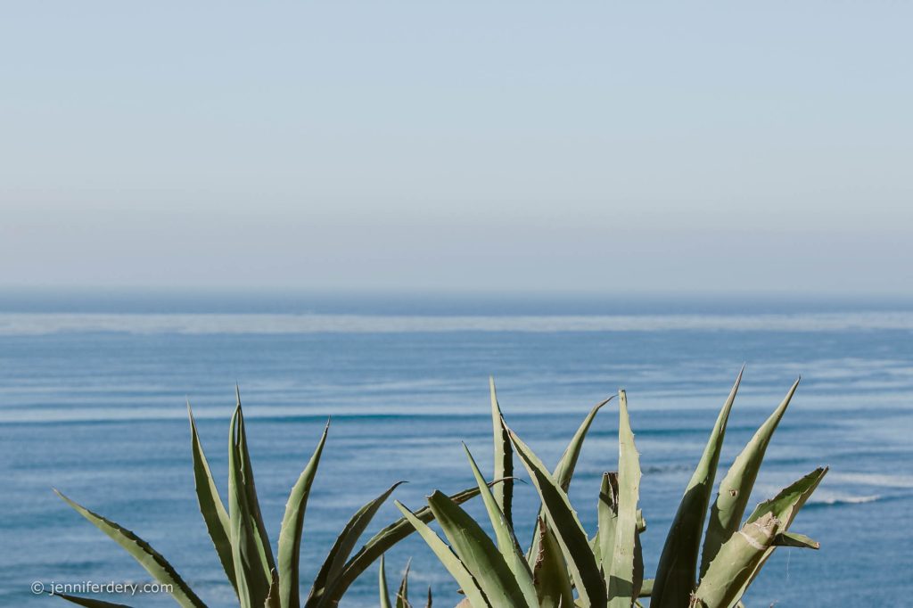 Spiky green agave leaves in the foreground with a calm, blue ocean and clear sky in the background.